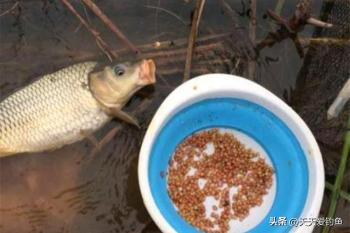 秋季野钓鲤鱼，3种通杀型饵料，专钓大鲤鱼  -图4