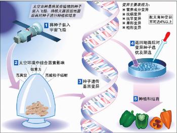 太空辐射能让人基因突变甚至死亡，为什么还能让植物种子变高产？  -图2