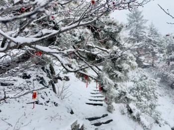 还在下！达到暴雪量级！泰山积雪深度已达10厘米  -图6