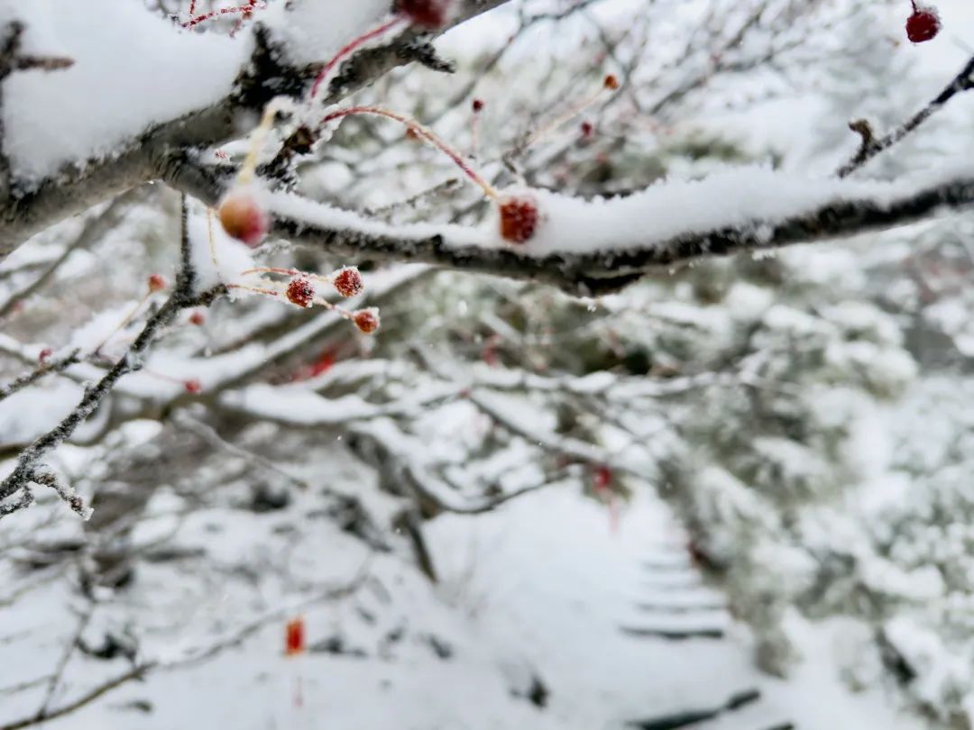 还在下！达到暴雪量级！泰山积雪深度已达10厘米  -图5