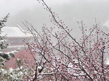 还在下！达到暴雪量级！泰山积雪深度已达10厘米  -图8