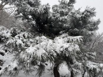 还在下！达到暴雪量级！泰山积雪深度已达10厘米  -图13